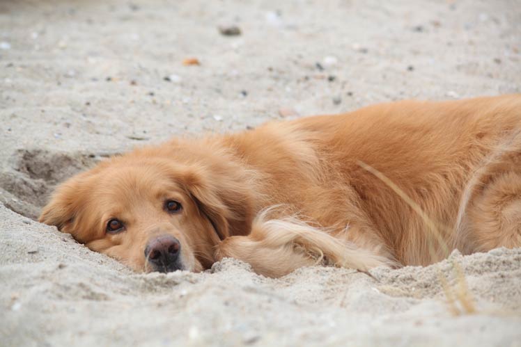 Hund am Hundestrand