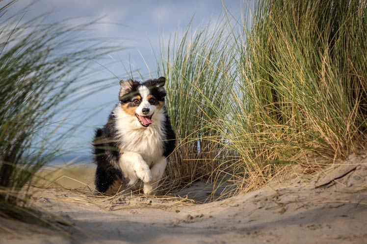 Hund an der Nordsee